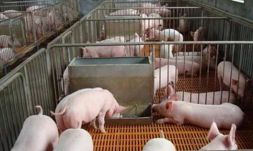 各项政策显成效 生猪生产积极势头明显