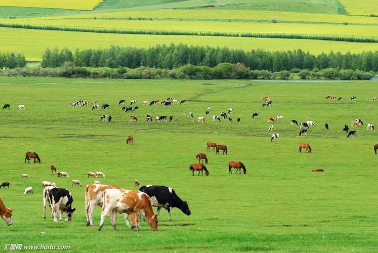 畜牧业市场发展深度解析
